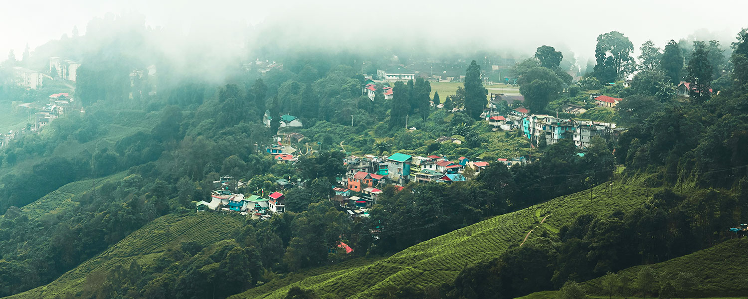 Darjeeling Delight - Tea, Trains & Tranquility
